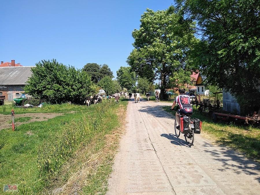 Kierunek Jantar