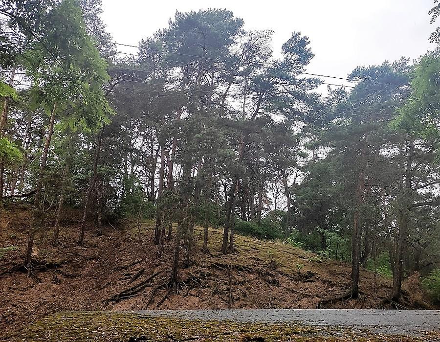 Widok na wzgórze z dachu przystanku, Żabinko