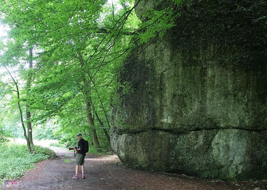 Krzara przy skale w Dolinie Sąspowskiej