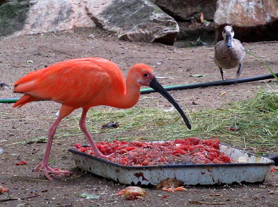 Ibis szkarłatny z asystą