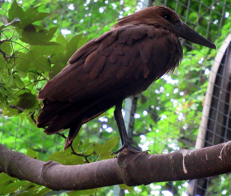 Waruga kasztanowata