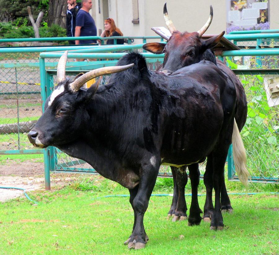 Zebu ze swoim słynnym garbem