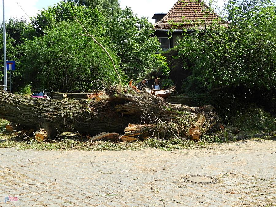 Padła dorodna wierzba - róg Solskiego i Kochanowskiego.