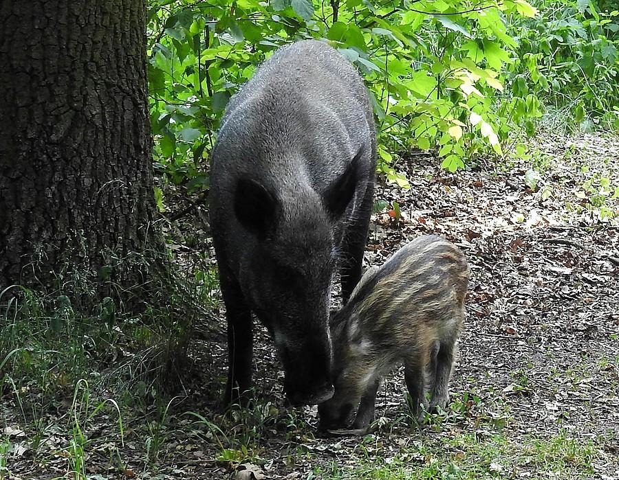 Troskliwa matka na poznańskiej Dębinie