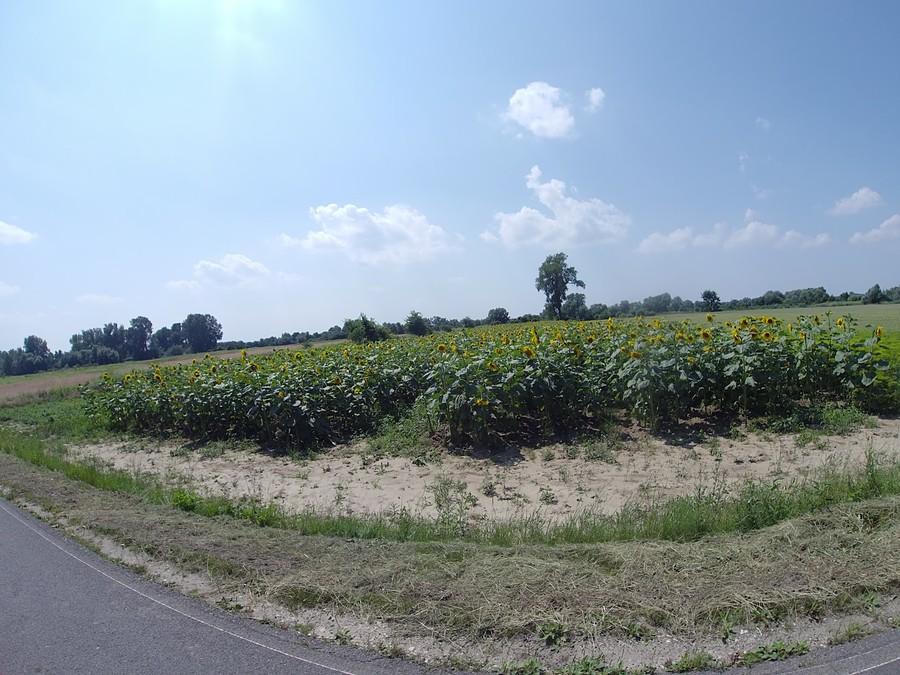 Słoneczniki