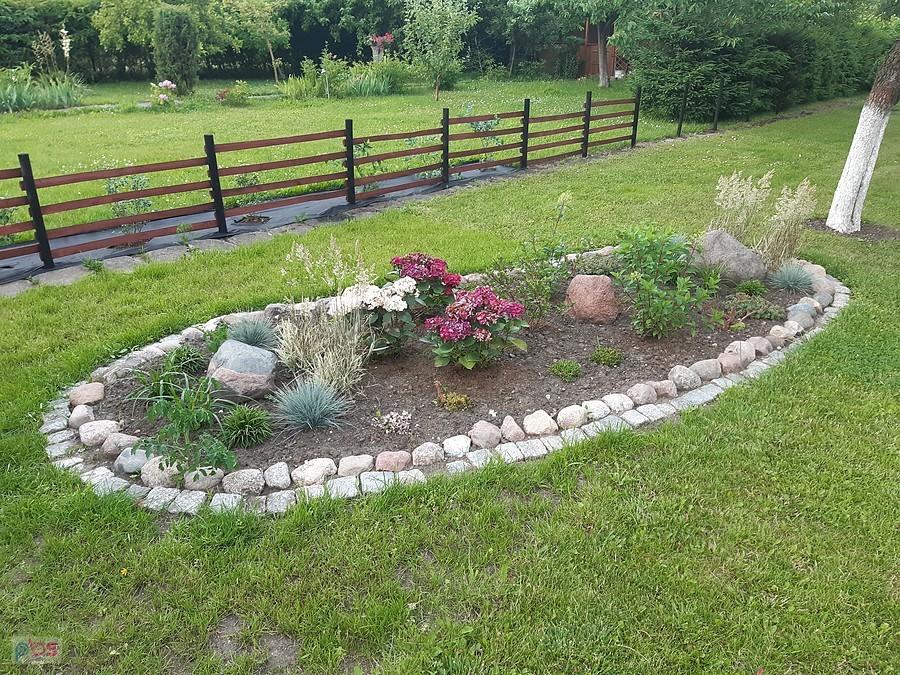 Działka Dareckiego - łezka hortensjowa