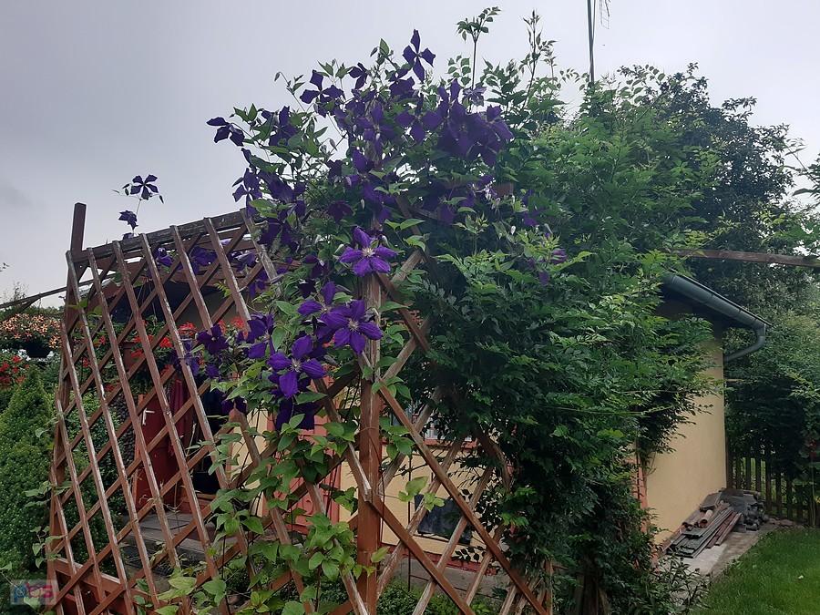 Działka Dareckiego - clematis