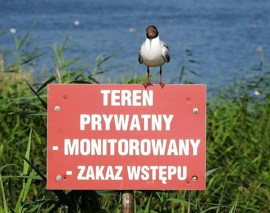 Monitoring wysokich lotów :)