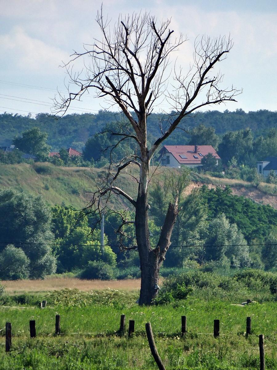 Okolice Drzecina