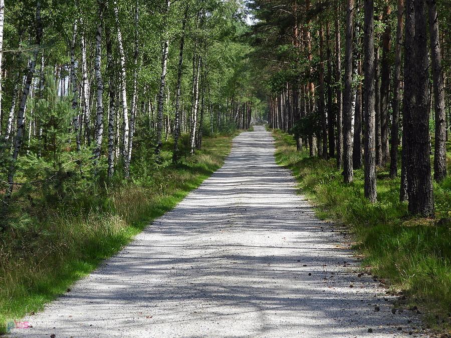 Ponad 5 kilometrowa droga nr 27 w puszczy Wkrzańskiej