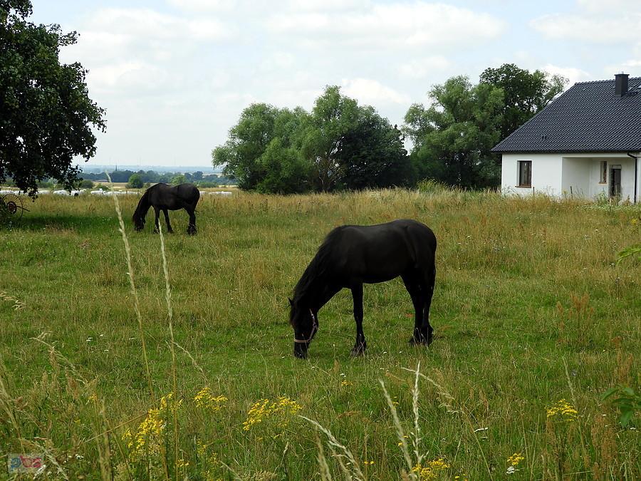 Pasące się konie z Bobolina.