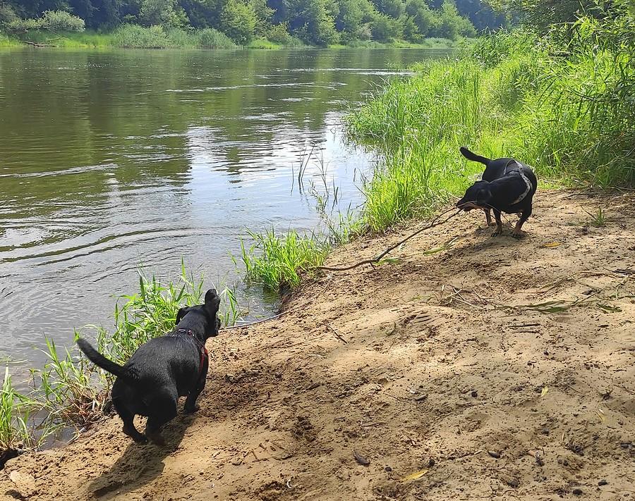 Przeciąganie kijka nad Wartą
