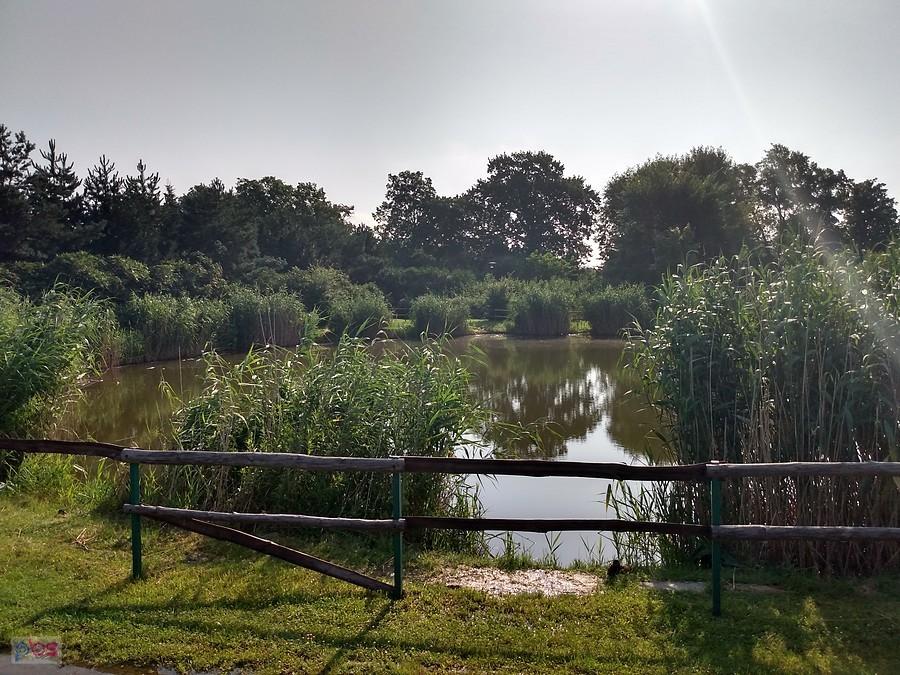 Staw w Borzęcinie