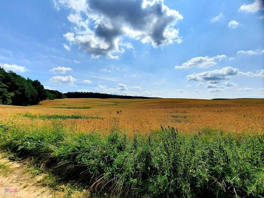Coraz bliżej żniwa