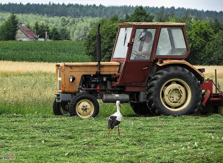 Łąkowy audytor