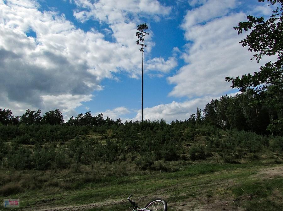 Masztowa sosna