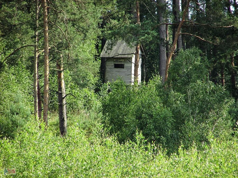 Ukryta w lesie budka zabójców