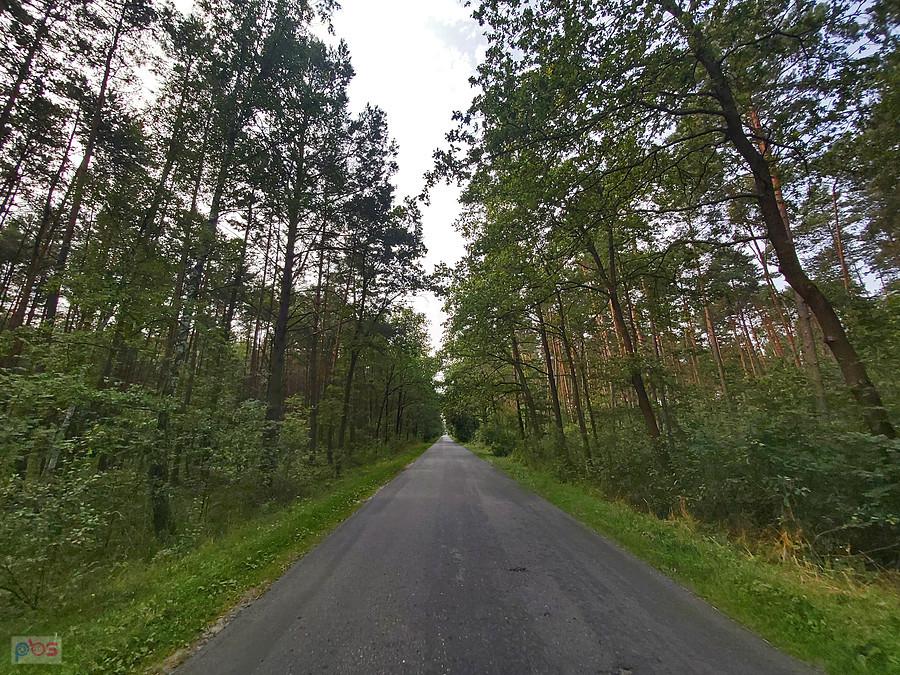 Droga przez las za Kucinami