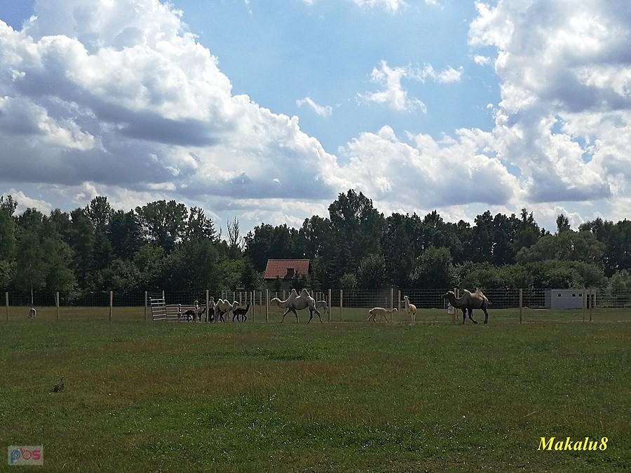 Alpakarnia