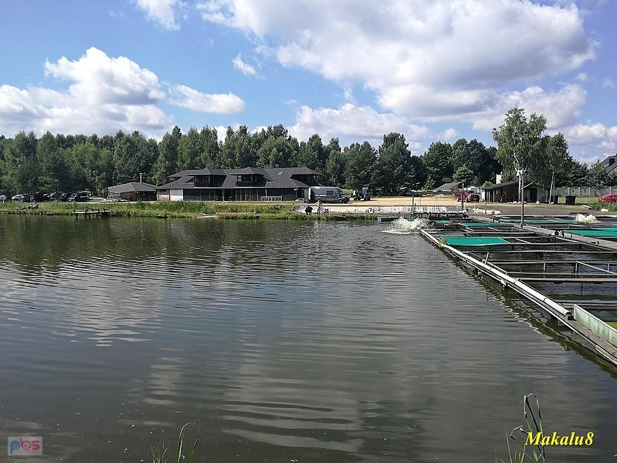 Hodowla karpia w Grodzisku