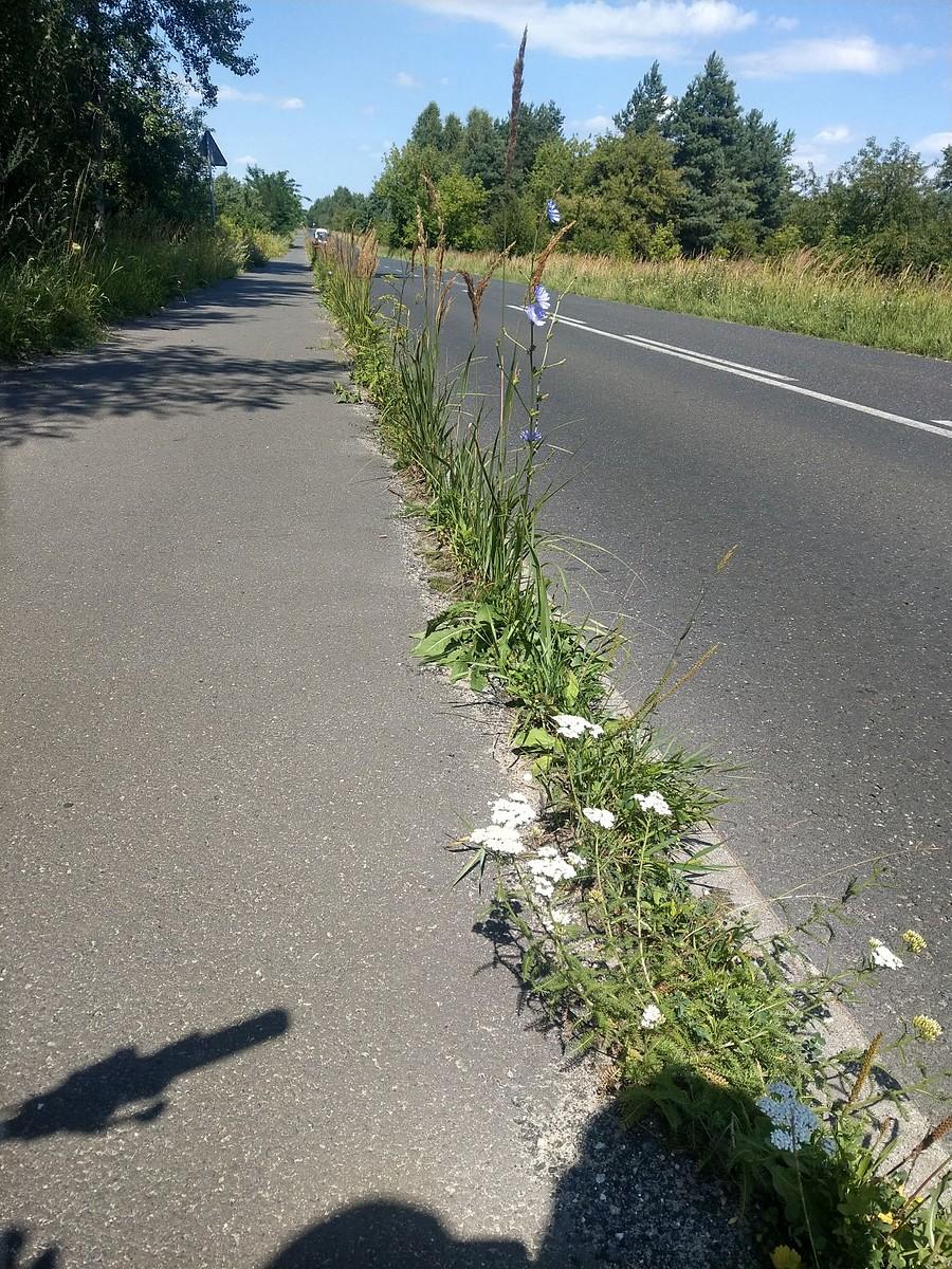 Innowacyjna bariera oddzielająca drogę rowerową od jezdni