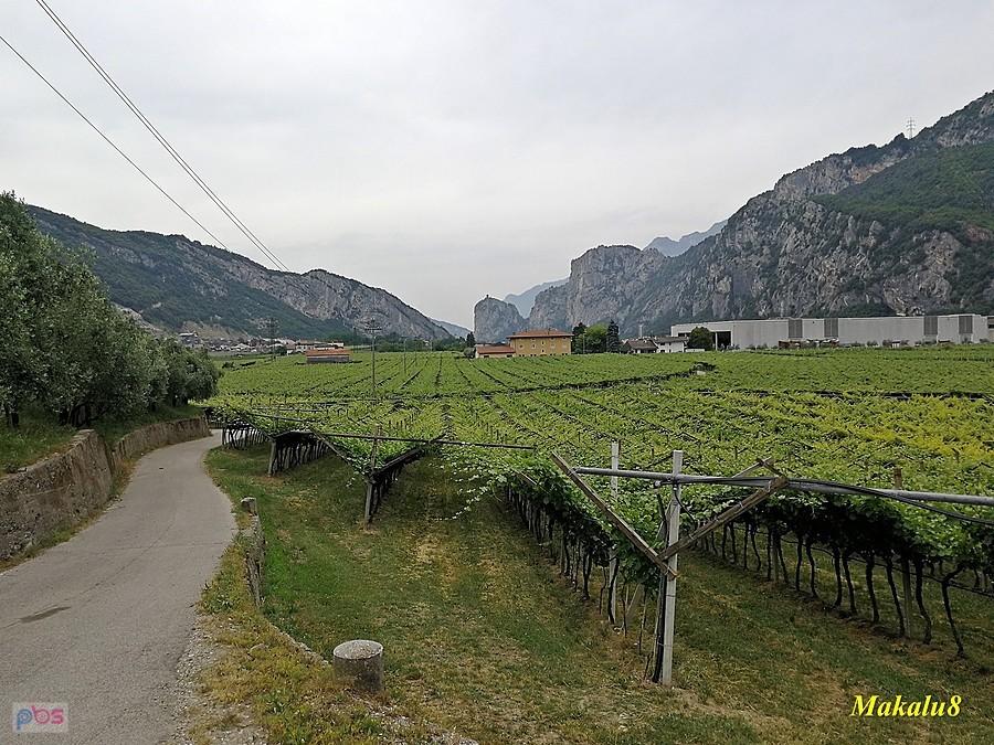 Winnice w dolinie Sarca