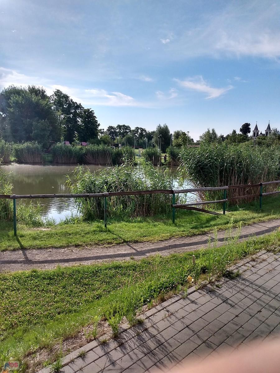Staw w Borzęcinie