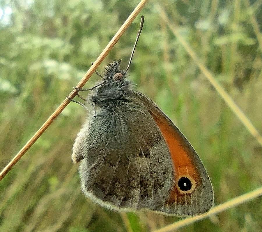 Motyl (zapewne przestrojnik trawnik) uchwycony telefonem