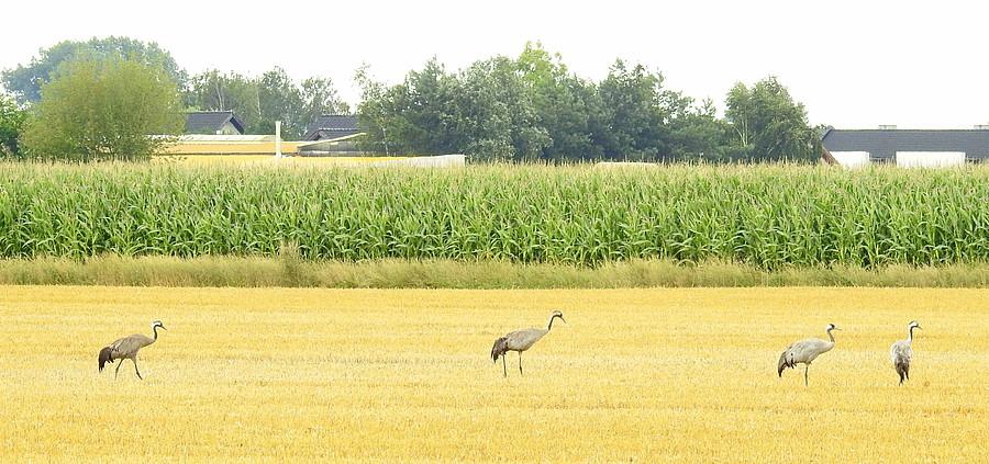 Stadko żurawi w okolicach Dopiewa