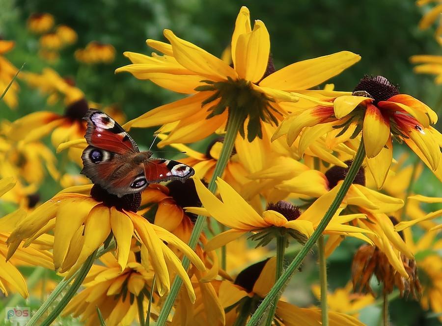 Motyl rusałka pawik na rudbekii