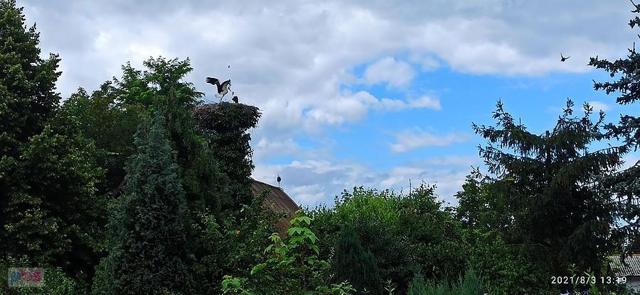 Dębostrów i młode bociany szykują się do lotów.