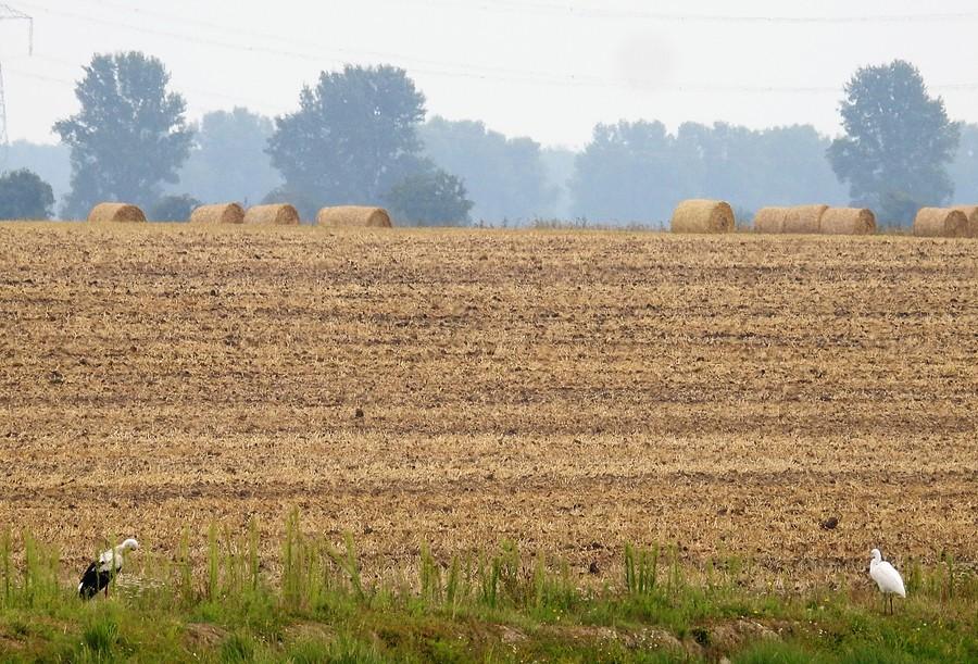 Bocian i czapla biała pilnują pola