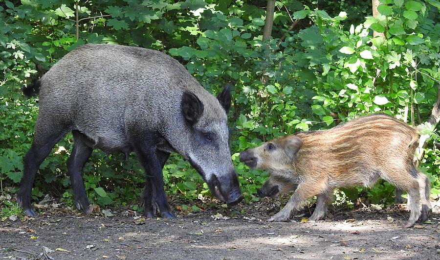 Chrumkająca reprymenda dla niesfornego juniora :)