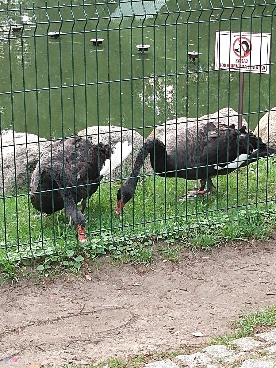 Czarne łabędzie