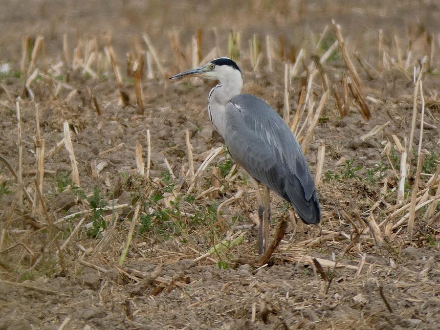 Polna siwa