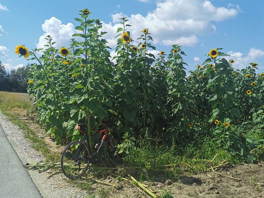 Słoneczniki - giganty, 3,5 metra najmarniej