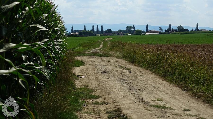 polna droga miedzy kukurydzami a sadami