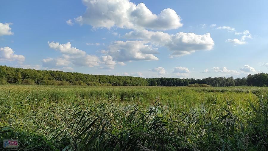 Zarośnięty Szczypiorniak