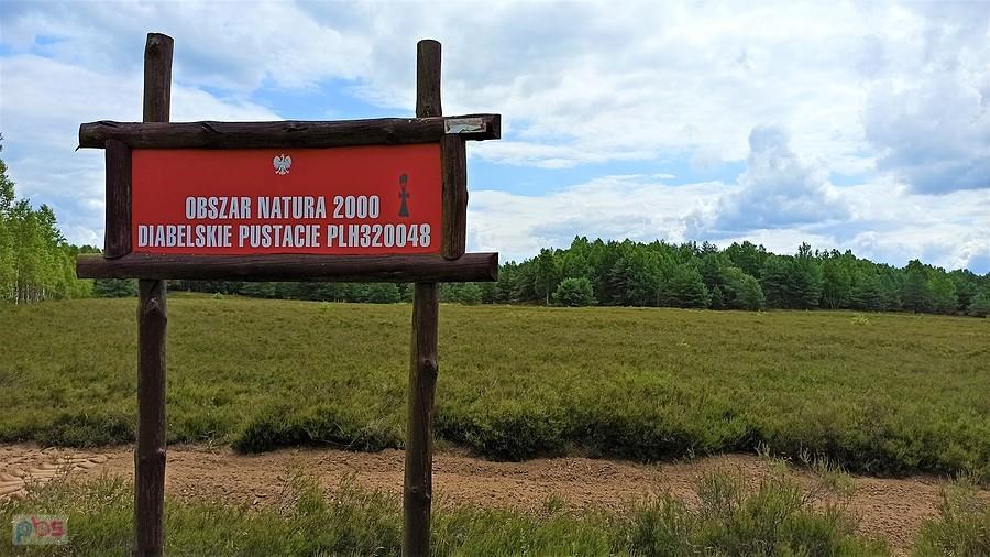 Największe w Polsce wrzosowiska położone na dawnym poligonie na południe od Bornego Sulinowa