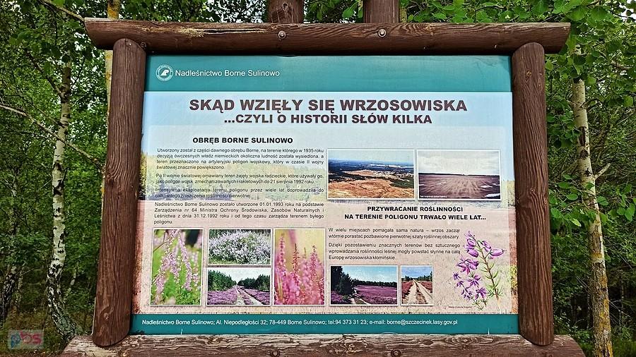 Na temat wrzosowisk kłomińskich