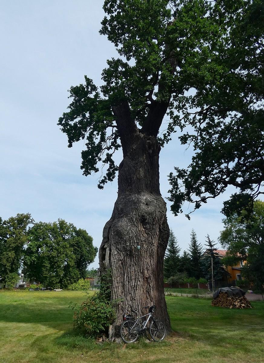 Dąb Piotrowy w Toporowie