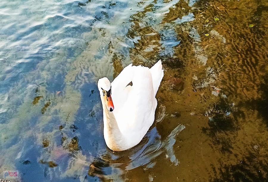 Łabędź na jeziorze Drawsko