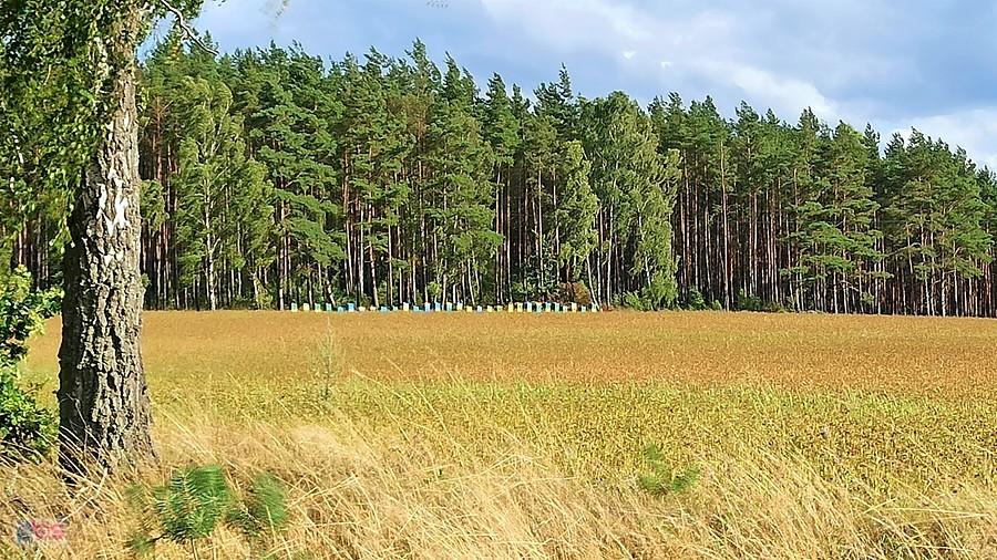 Ule pod lasem niedaleko wsi Prosinko