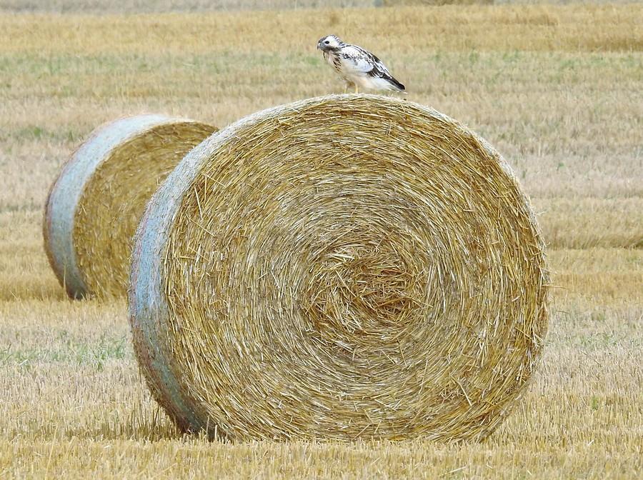 Błotniak zbożowy na... zbożu