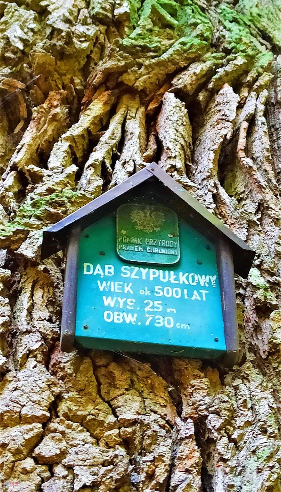 Pomnik przyrody. 500-letni dąb w Dankowie