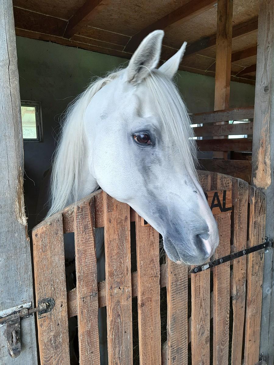 Mistral- arab po przejściach.