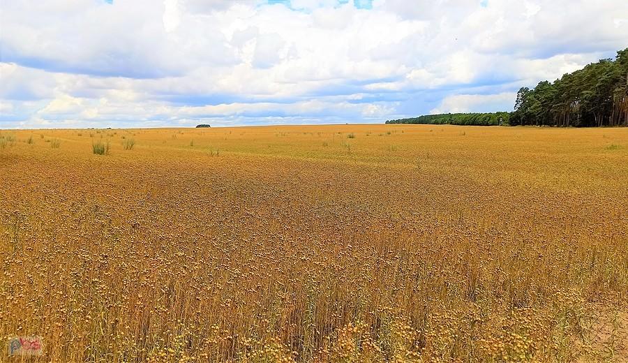 Pole złota - polski len