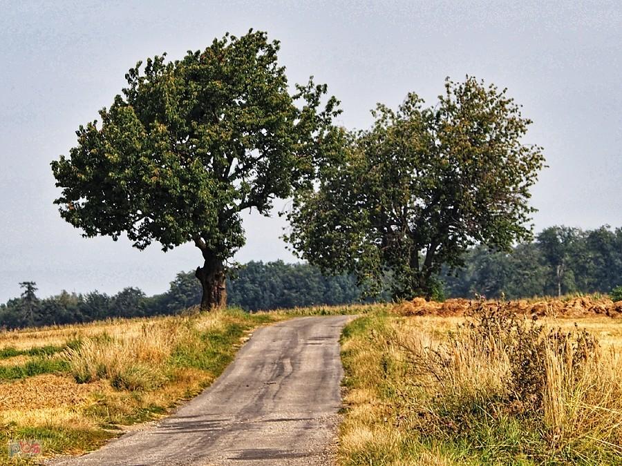 Hopkami do Zalesia Śląskiego