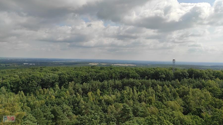 Lot nad koronami drzew