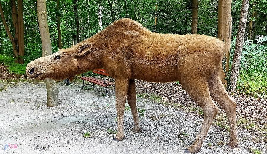 A to pani łosiowa